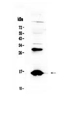 HBD Antibody in Western Blot (WB)