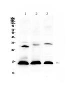 HBD Antibody in Western Blot (WB)