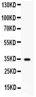 HGF Antibody in Western Blot (WB)