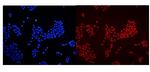 HMGB1 Antibody in Immunocytochemistry (ICC/IF)