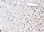 HMGB1 Antibody in Immunohistochemistry (Paraffin) (IHC (P))