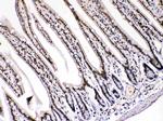 HMGB1 Antibody in Immunohistochemistry (Paraffin) (IHC (P))