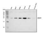 HMGB1 Antibody in Western Blot (WB)