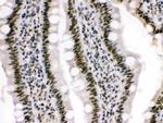 HMG4 Antibody in Immunohistochemistry (Paraffin) (IHC (P))