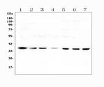 Heme oxygenase 2 Antibody in Western Blot (WB)