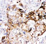 Heme oxygenase 2 Antibody in Immunohistochemistry (Paraffin) (IHC (P))