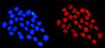 hnRNP A1 Antibody in Immunocytochemistry (ICC/IF)