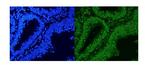 hnRNP A1 Antibody in Immunohistochemistry (IHC)