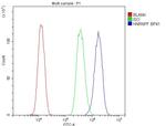 hnRNP F Antibody in Flow Cytometry (Flow)