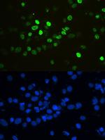 hnRNP F Antibody in Immunocytochemistry (ICC/IF)