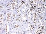 hnRNP F Antibody in Immunohistochemistry (Paraffin) (IHC (P))