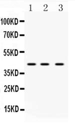 hnRNP F Antibody in Western Blot (WB)