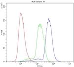 HOXA11 Antibody in Flow Cytometry (Flow)