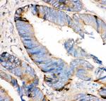 HRG Antibody in Immunohistochemistry (Paraffin) (IHC (P))