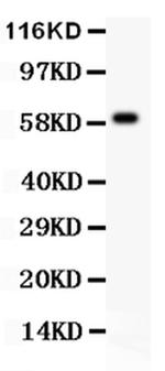 HRG Antibody in Western Blot (WB)