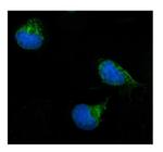 ERAB Antibody in Immunocytochemistry (ICC/IF)