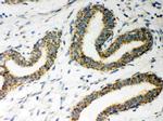 ERAB Antibody in Immunohistochemistry (Paraffin) (IHC (P))