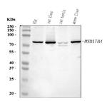 HSD17B4 Antibody in Western Blot (WB)