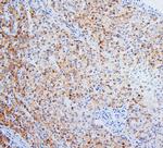 HSD17B6 Antibody in Immunohistochemistry (Paraffin) (IHC (P))