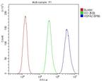 HSPA2 Antibody in Flow Cytometry (Flow)