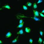 HSPA2 Antibody in Immunocytochemistry (ICC/IF)