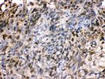 HSPA2 Antibody in Immunohistochemistry (Paraffin) (IHC (P))