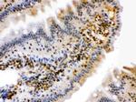 HSPA2 Antibody in Immunohistochemistry (Paraffin) (IHC (P))