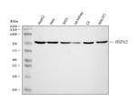 HSPA2 Antibody in Western Blot (WB)