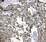 HSPA9 Antibody in Immunohistochemistry (Paraffin) (IHC (P))