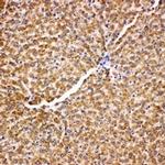 HSPA9 Antibody in Immunohistochemistry (Paraffin) (IHC (P))