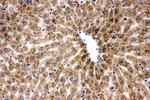 HSPA9 Antibody in Immunohistochemistry (Frozen) (IHC (F))