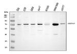 HSPA9 Antibody in Western Blot (WB)