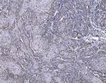 HSPA9 Antibody in Immunohistochemistry (Paraffin) (IHC (P))