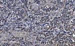 HSPA9 Antibody in Immunohistochemistry (Paraffin) (IHC (P))