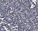 HSPA9 Antibody in Immunohistochemistry (Paraffin) (IHC (P))