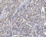 HSPA9 Antibody in Immunohistochemistry (Paraffin) (IHC (P))