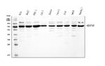 HSPA9 Antibody in Western Blot (WB)