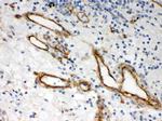 Perlecan Antibody in Immunohistochemistry (Paraffin) (IHC (P))