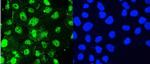 HSP105 Antibody in Immunocytochemistry (ICC/IF)