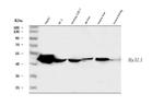 HYAL1 Antibody in Western Blot (WB)