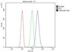 ICAM-1 (CD54) Antibody in Flow Cytometry (Flow)