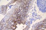 ICAM-1 (CD54) Antibody in Immunohistochemistry (Paraffin) (IHC (P))