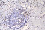 ICAM-1 (CD54) Antibody in Immunohistochemistry (Paraffin) (IHC (P))