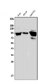 ICAM-1 (CD54) Antibody in Western Blot (WB)