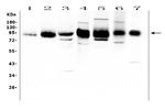 ICAM-1 (CD54) Antibody in Western Blot (WB)