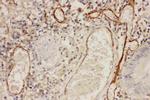 ICAM-1 (CD54) Antibody in Immunohistochemistry (Paraffin) (IHC (P))