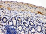 IDH2 Antibody in Immunohistochemistry (Paraffin) (IHC (P))