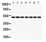 IDH2 Antibody in Western Blot (WB)