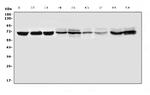 IFNAR1 Antibody in Western Blot (WB)