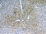 IGFBP-1 Antibody in Immunohistochemistry (Paraffin) (IHC (P))